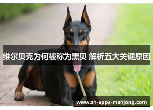 维尔贝克为何被称为黑贝 解析五大关键原因